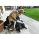 Beagle Welpen - Rüde