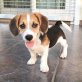 Beagle Welpen - Rüde