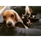 Beagle Welpen - Rüde