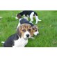 Beagle Welpen - Rüde