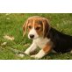 Beagle Welpen - Rüde