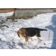 Beagle Welpen - Rüde