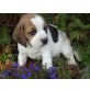 Beagle Welpen reinrassig, Beagle Welpen - Hündin