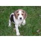 Beagle Welpen reinrassig, Beagle Welpen - Rüde