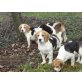 Beagle Welpen reinrassig tricolor , Beagle Welpen - Rüde
