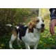Beagle Welpen reinrassig tricolor, Beagle Welpen - Rüde