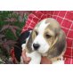 Beagle Welpen reinrassig tricolor und bicolor, Beagle Welpen - Rüde
