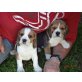 Beagle Welpen tricolor und bicolor, Beagle Welpen - Hündin