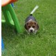 Beaglewelpen ab sofort abgabebereit   , Beagle - Rüde