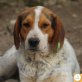 Beagy, Beagle Mischling - Rüde