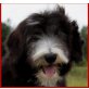 Bearded Collie - Hündin