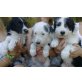 Bearded-Collie-Riesenschnauzer-Mix-Welpen - Hündin