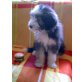 Bearded Collie Welpen - Hündin