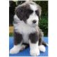 Bearded Collie Welpen - Hündin