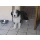 Bearded Collie Welpen - Rüde