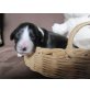 Bearded Collie Welpen - Rüde