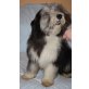 Bearded Collie Welpen - Rüde