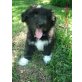 Beardedcollie - Collie Welpen - Rüde