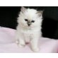 Beatrice, Heilige Birma - Katze