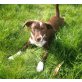 Beatrice, Jack-Russel-Mischling - Hündin