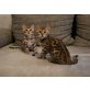 Beaty & Bonita, Bengalkatze - Katze
