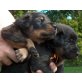 Beauceron - Rüde