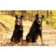 Beauceron welpen, Beauceron Welpen - Rüde