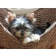 Beauty,Beverly,Clarissa,Cindy,Cassus,Chris,Ca, Yorkshire Terrier Welpen - Hündin