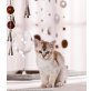 Beauty, Burmakatze - Katze