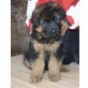 Beauty, Deutscher Schäferhund Schwarzer langhaariger Schlag Welpen - Hündin