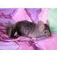 Beauty, Kurzschwanzchinchilla - weiblich