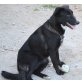 Beauty, Labrador-Mix - Hündin