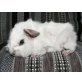 Beauty,Lea, Cuy Riesenmeerschweinchen - weiblich