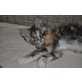 Beauty, Maine Coon - Katze