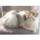 Beauty, Mischling - Katze