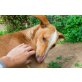 Beauty, Podenco Canario - Hündin