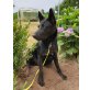 Beauty, Schäferhund-Mischling - Hündin