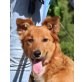 Beba, Collie Mix - Hündin