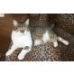 Bebbi und Tigga, ein Königspärchen - TSV SOS Katze - Kater