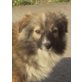 Bebe, Sheltie - Hündin