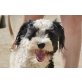 Beckham, lieber Familienhund - Rüde