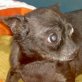 Becky, Chihuahua kurzhaariger Schlag - Hündin