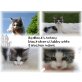 BedRocks Antony, Maine Coon - Kater