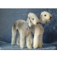 Bedlington-Terrier Welpen - Hündin