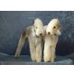 Bedlington-Terrier Welpen - Hündin