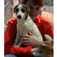Bee, Jack Russell Mix - Hündin