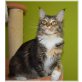 Beelezza, Maine Coon - Katze