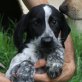 Beeper, Münsterländer Mix Welpen - Rüde