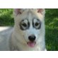 Beetlejuice, Siberian Husky Welpen - Rüde