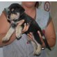 Begonia, Schäferhund-Mix Welpen - Hündin
